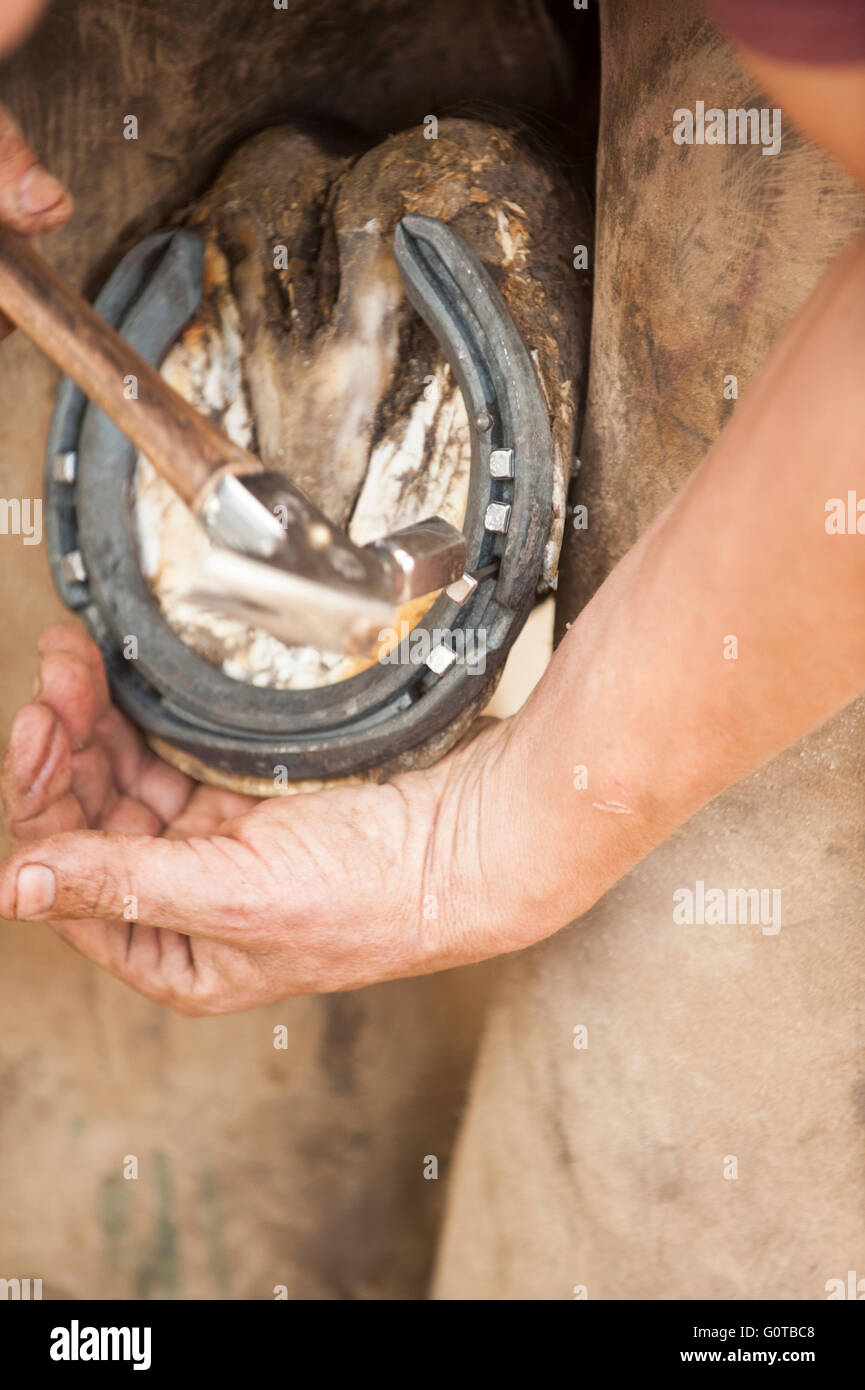 Hufschmied heiß beschlagen eines Pferdes in einem beständigen yard Stockfoto