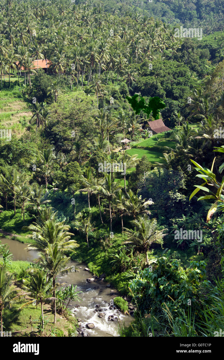 Palm Grove Sayan Ubud Bali Indonesien Stockfoto
