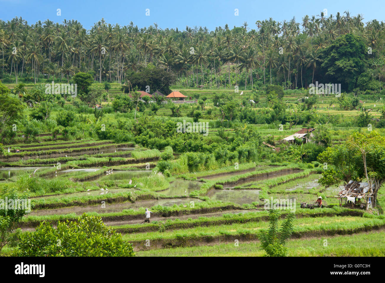Ländliche Landschaft mit Reisfeldern Abang Bali Indonesien Stockfoto