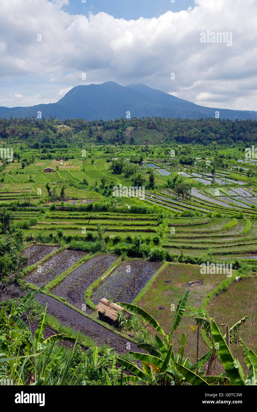 Ländliche Landschaft mit Reisfeldern und Mount Seraya Abang Bali Indonesien Stockfoto