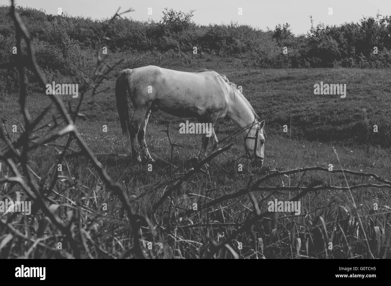 Weißes Pferd grasen im Feld Stockfoto Weißes Pferd grasen im Feld Stockfoto