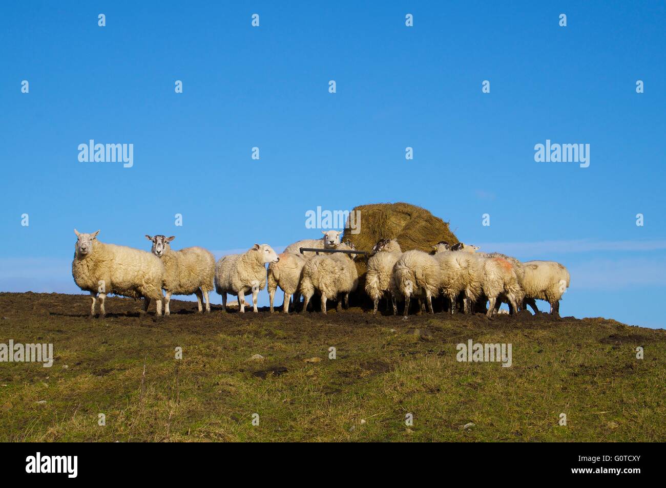 Schafe, die Fütterung von Heu Feeder. Hexham, Northumberland, England, Vereinigtes Königreich, Europa. Stockfoto