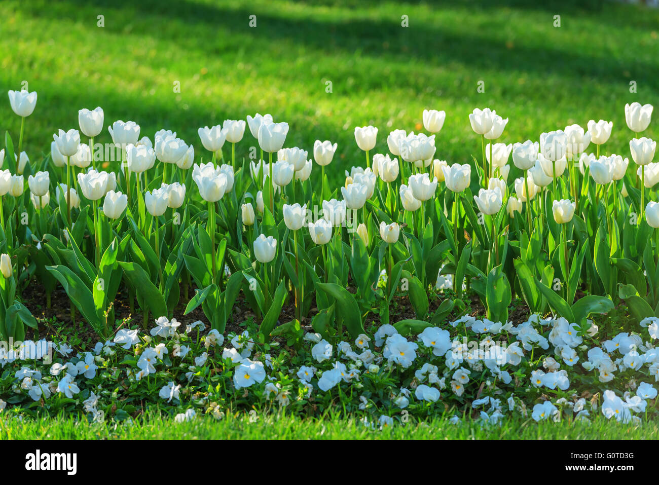 weißes Tulpenfeld hautnah Stockfoto