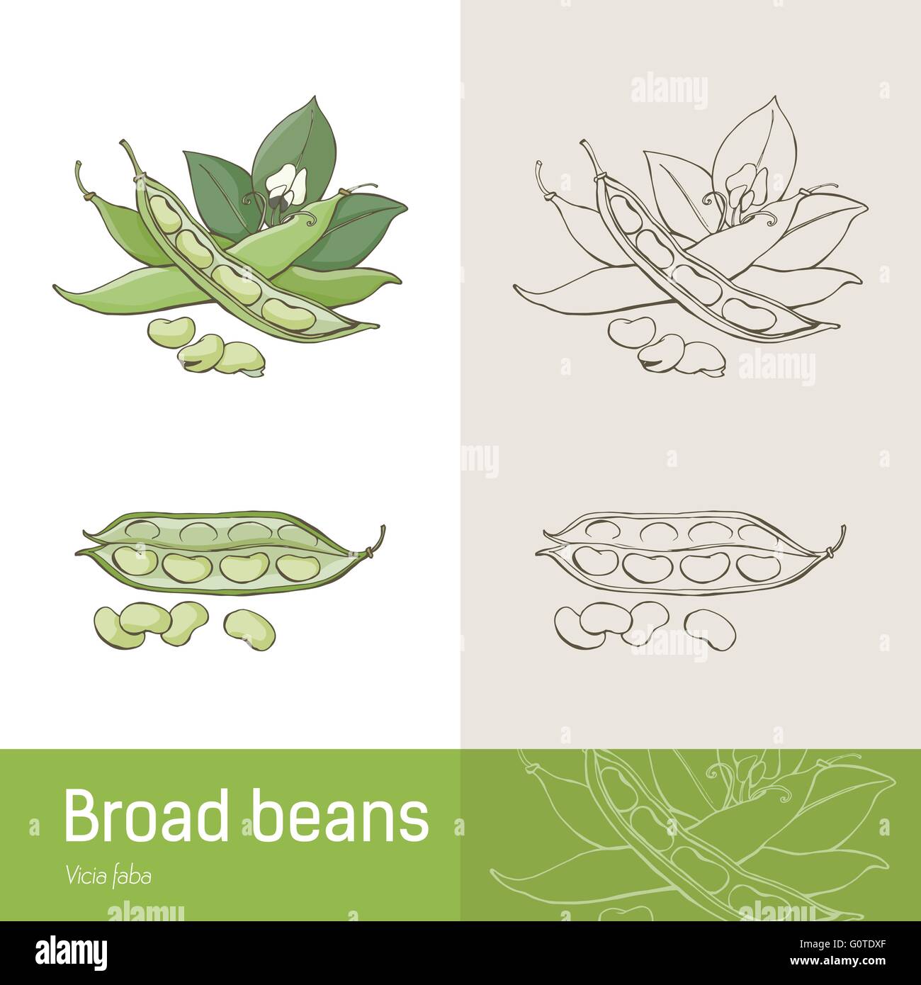 Saubohnen oder dicke Bohnen hand gezeichnete botanische Zeichnung Stock Vektor