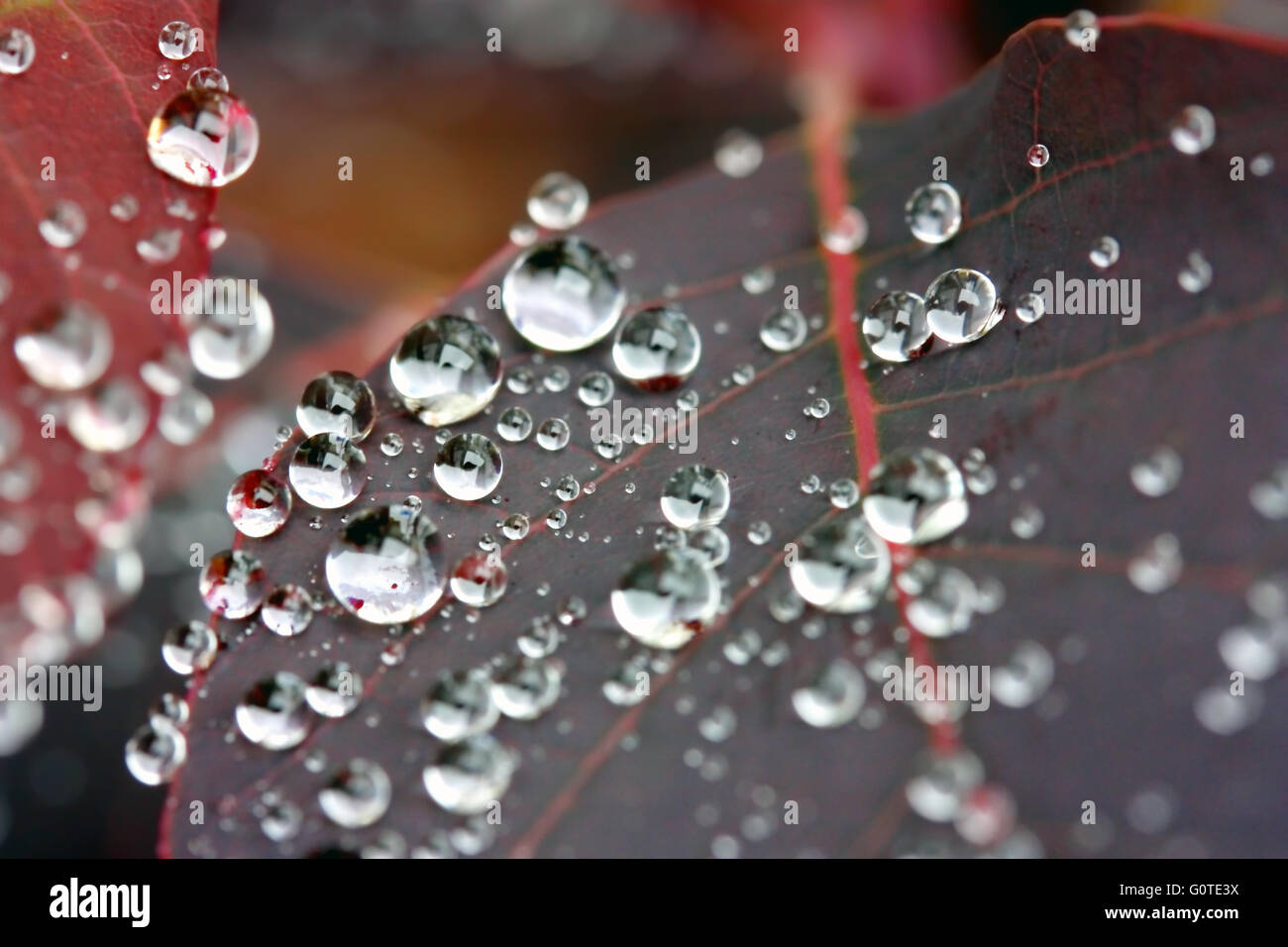Wassertropfen auf einem cotinus Pflanze Blatt hautnah. Makro Kugeln wasser Raupe auf eine Pflanze, Blatt Stockfoto