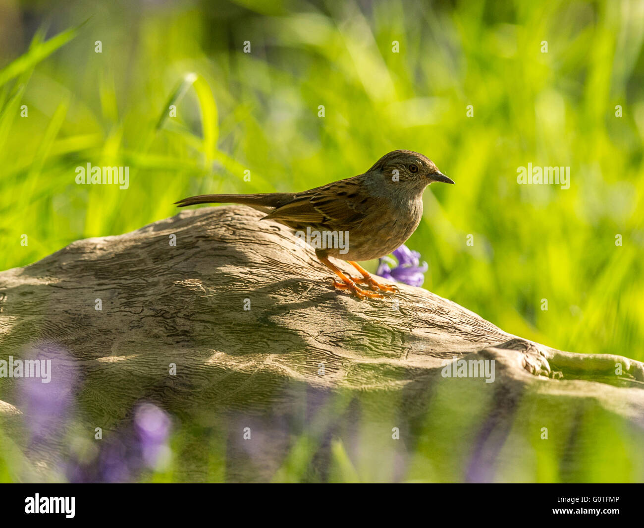 Schöne Dunnock (Phasianus colchicus) Nahrungssuche im Waldgebiet. "Epicted auf einem Baumstamm, isoliert gegen einen Wald Kulisse' Stockfoto