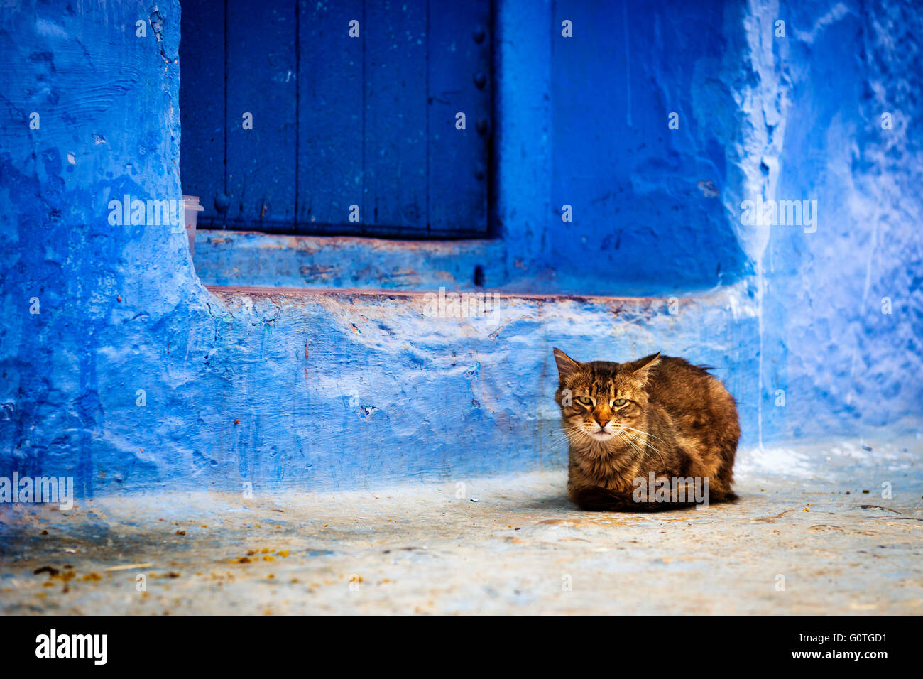 Eine Katze vor einer Tür in Chefchaouen, Marokko. Stockfoto