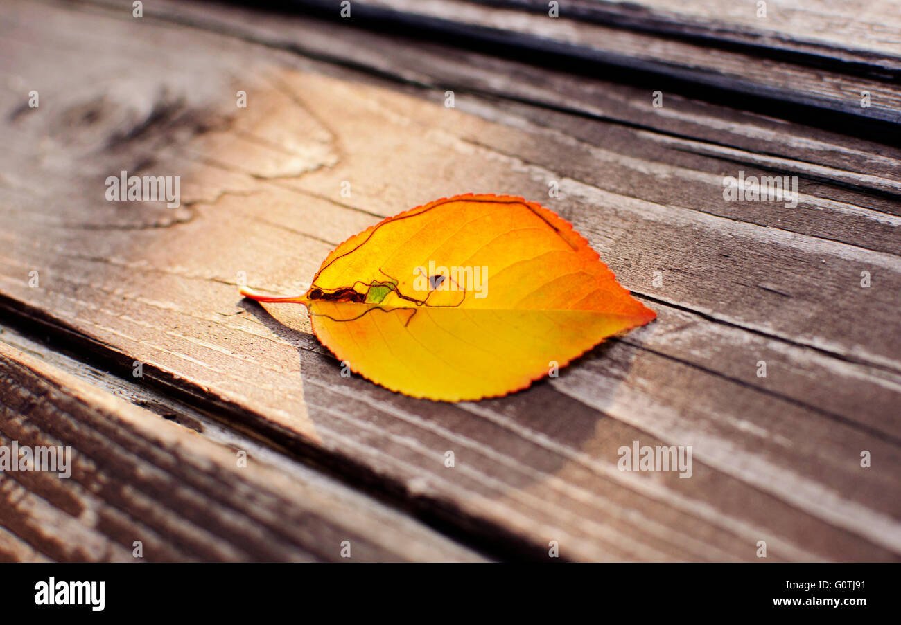 Bunter Herbst Blatt auf einem Holztisch Stockfoto