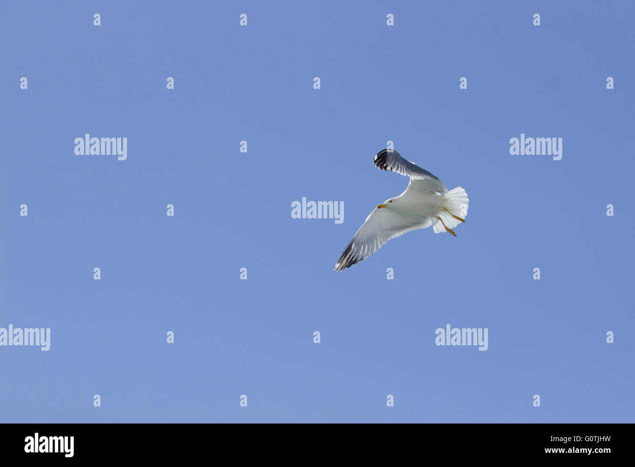 Gelb-legged Möwen (Laridae Familie, SP. Larus Michahellis) Seevogel in den blauen Himmel fliegen Stockfoto