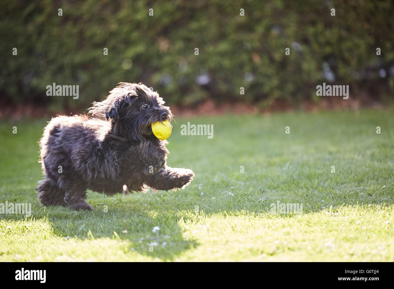 Schwarzen Havaneser Hund spielen mit einem gelben Ball im Garten Stockfoto