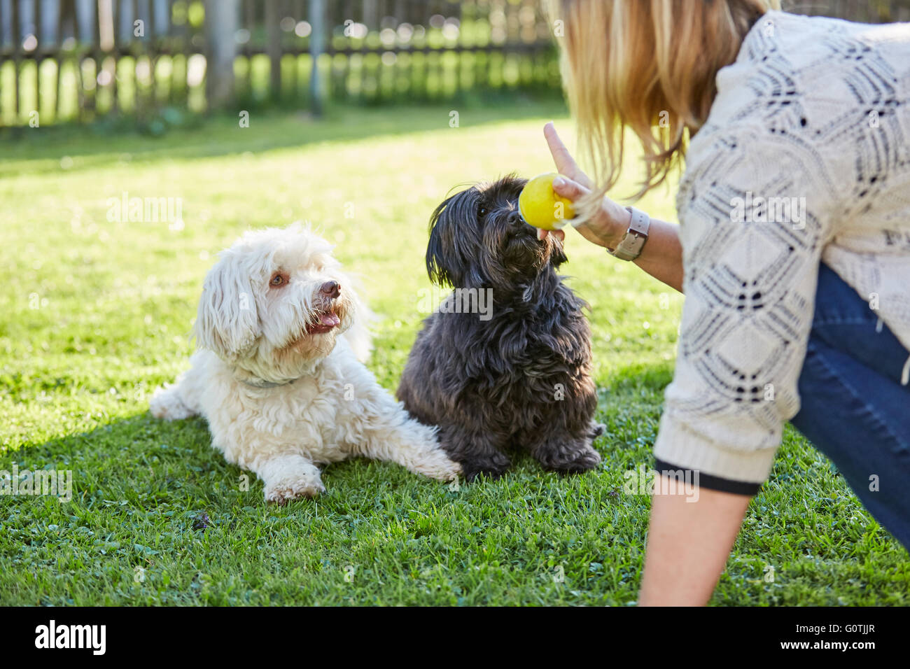 Ausbildung schwarz-weiß Havaneser Hunde im Garten zu gehorchen Stockfoto