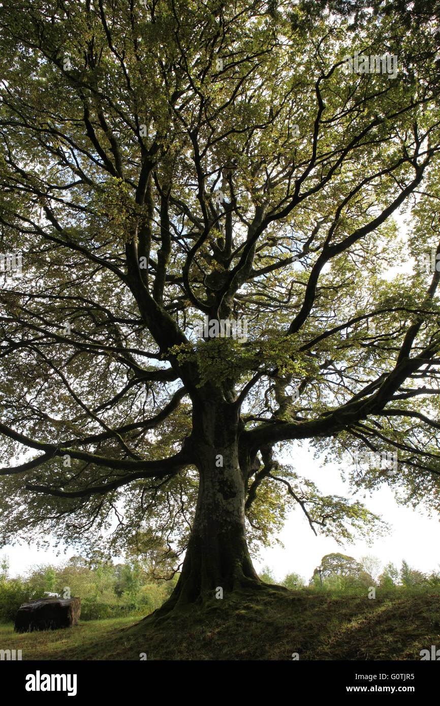 Großer Baum mit schönen Filialen auf dem Lande, Irland Stockfoto