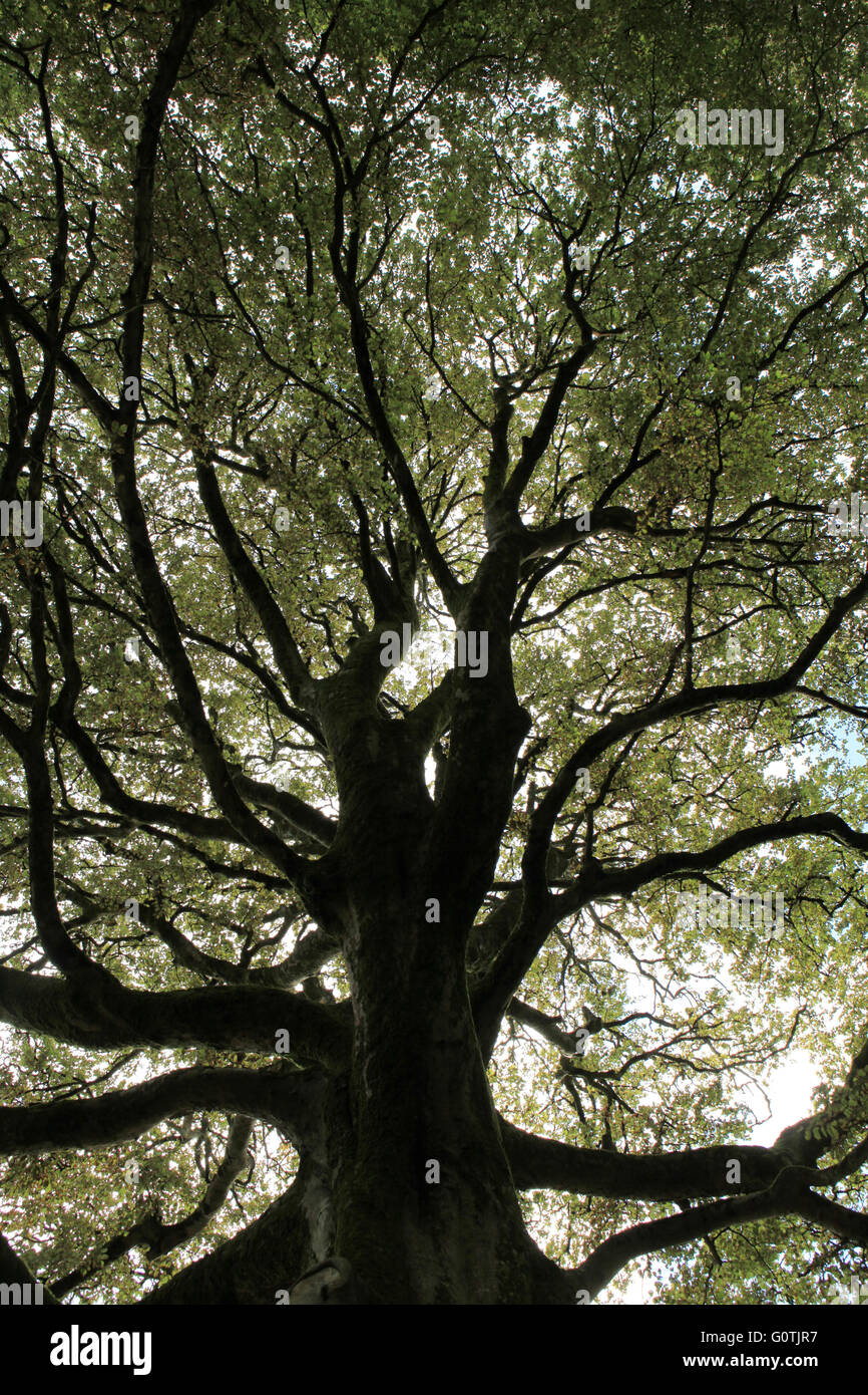 Großer Baum mit schönen Filialen auf dem Lande, Irland Stockfoto