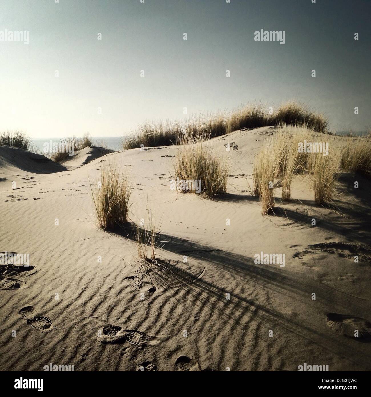 Sanddünen und Rasen am Strand Stockfoto