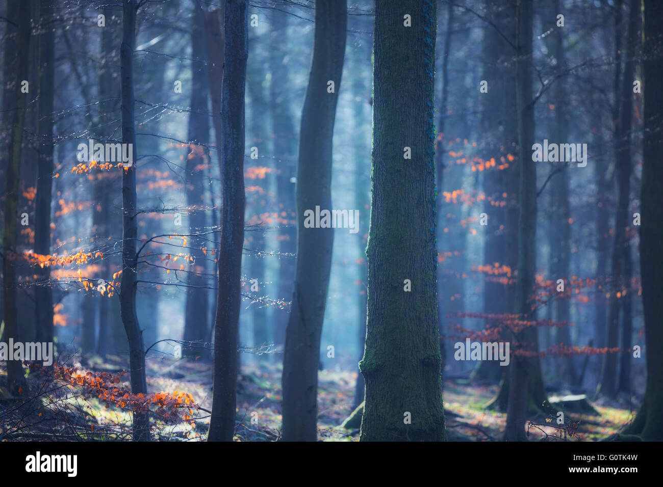 Atmospheric Woodland, Forest of Dean, Gloucestershire, England, Vereinigtes Königreich Stockfoto