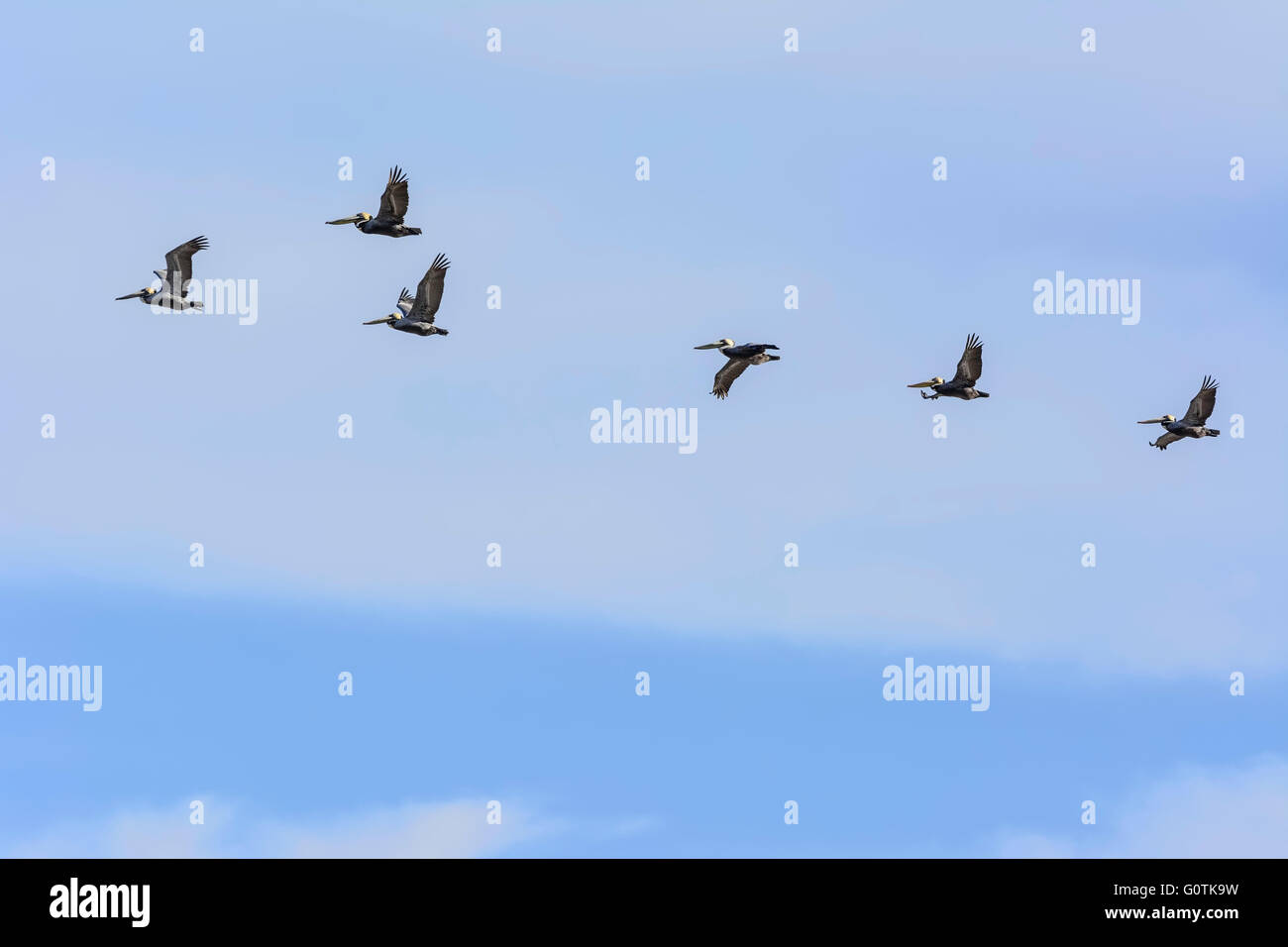 Pelikane (pelecanus occidentalis) fliegen in einer Reihe, Texas, USA Stockfoto