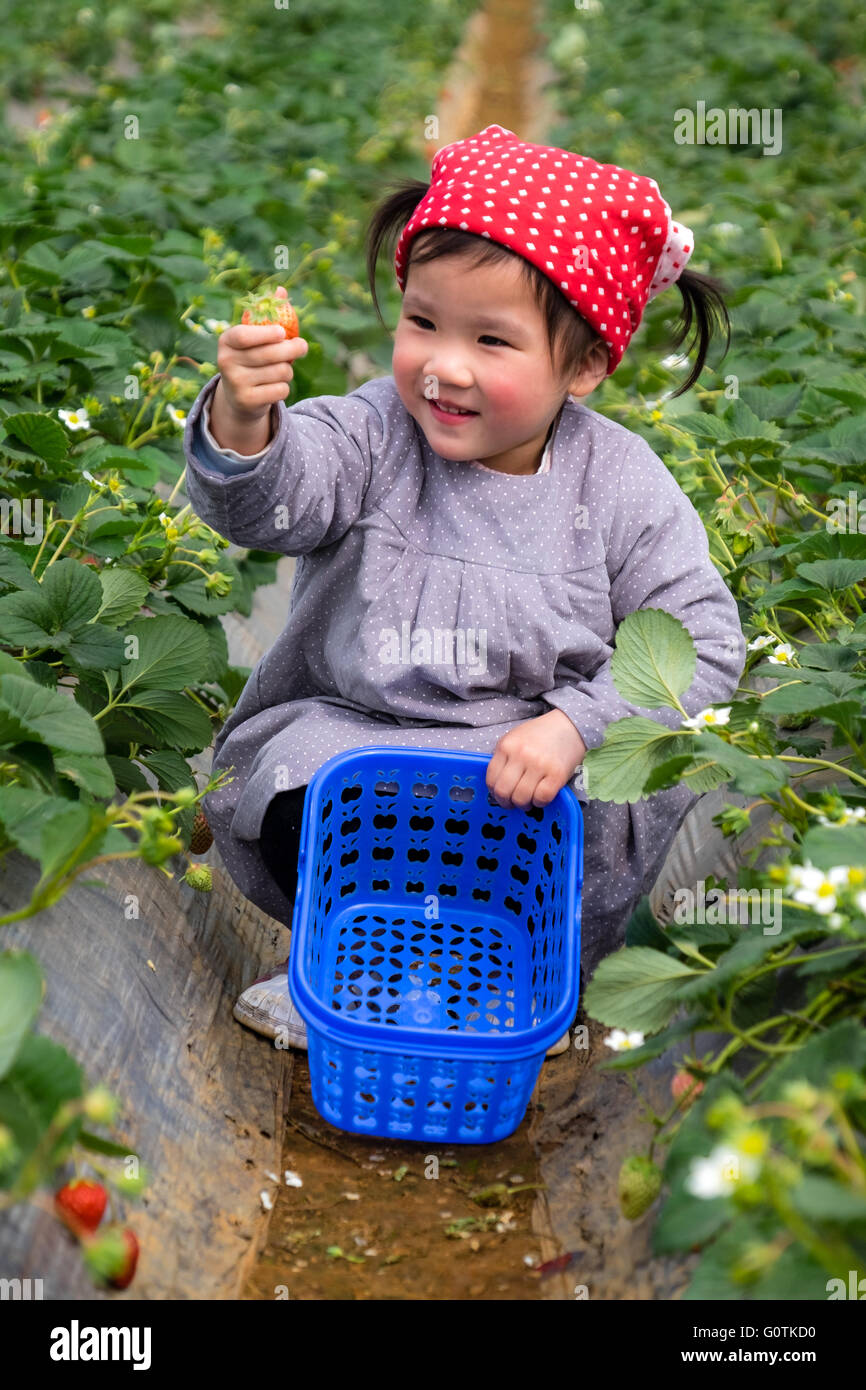 Mädchen pflücken Erdbeeren, Yunnan, China Stockfoto