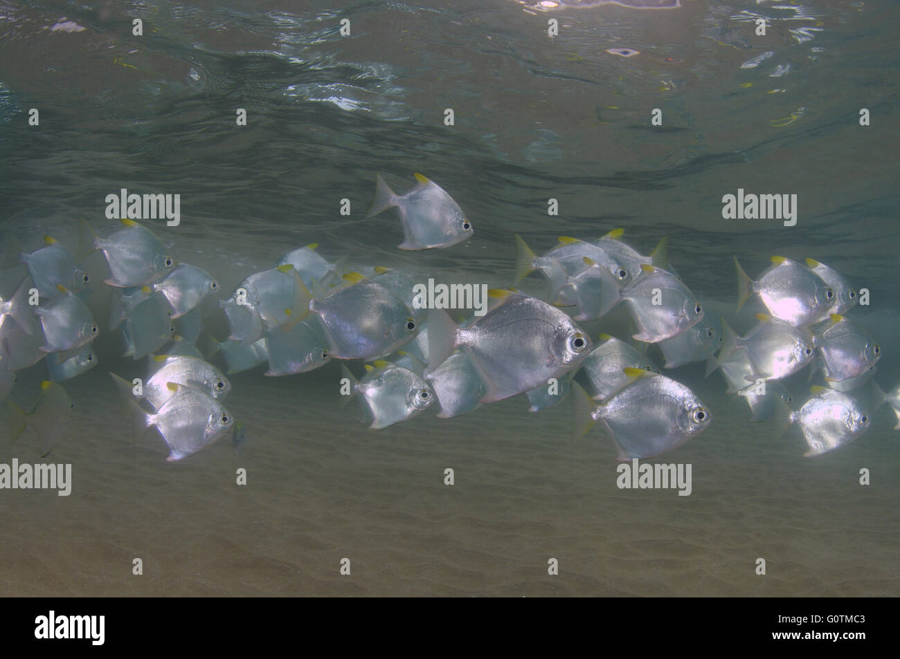 Schule der Fische Silber verträumt ', Silber Moonfish, Fingerfish, Mono, Diamant Moonfish oder malaiische Engel (Monodactylus Argenteus) Stockfoto