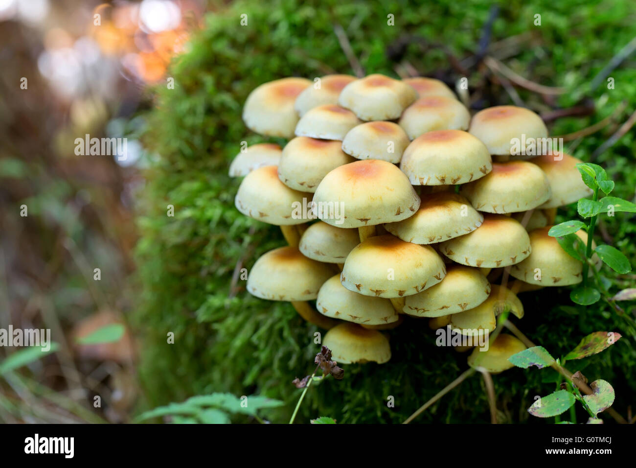 Pilze im Wald Stockfoto