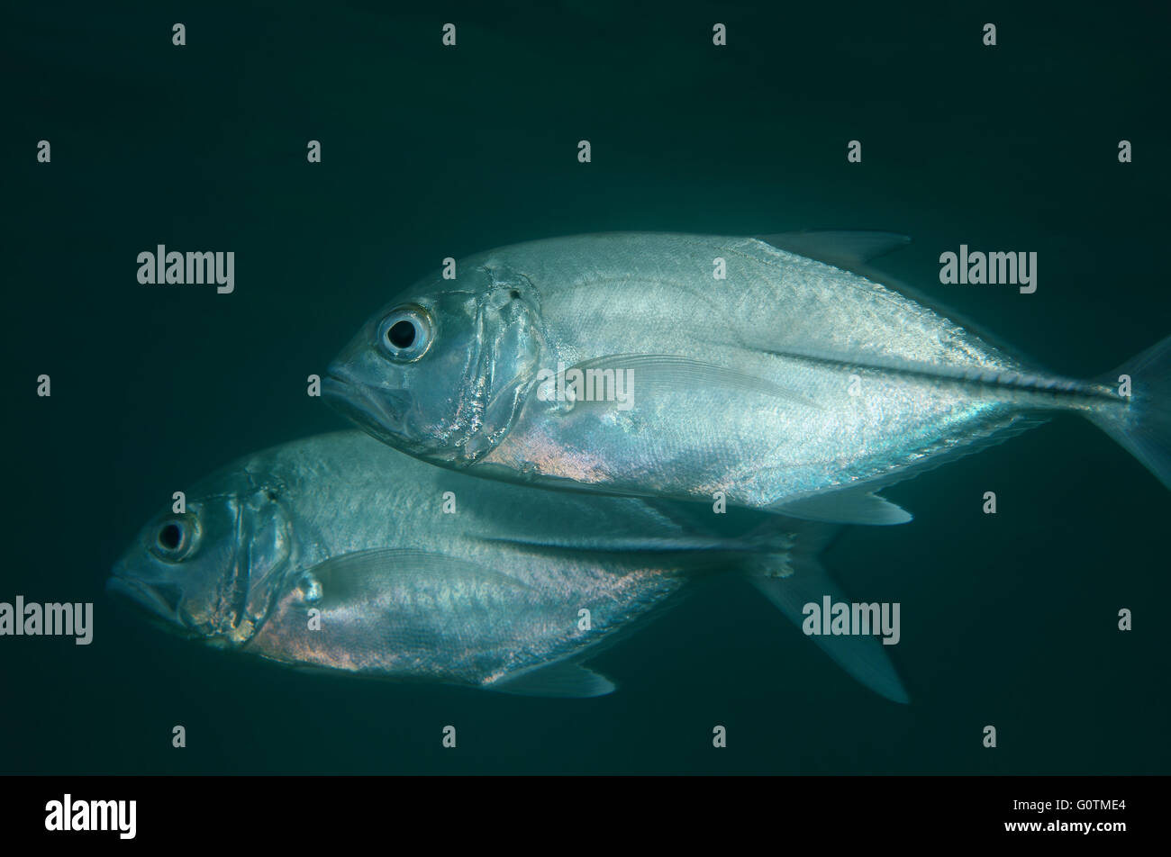 Fischschwarm Bigeye Trevally, Großaugenthun Jack, große Makrelen, sechs gebändert Makrelen oder Altrosa Jack (Caranx Sexfasciatus) Stockfoto
