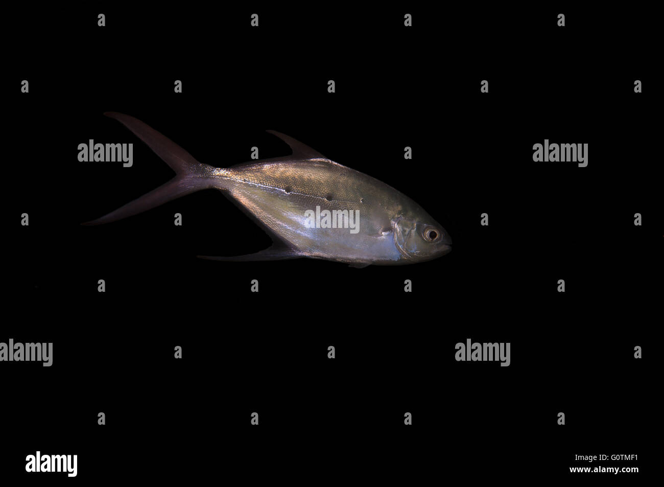 Smallspotted Pfeil, schwarz gefleckten Dart, Silber Pompano, Blackspotted Pompano oder Ladyfish (Trachinotus Baillonii) Stockfoto