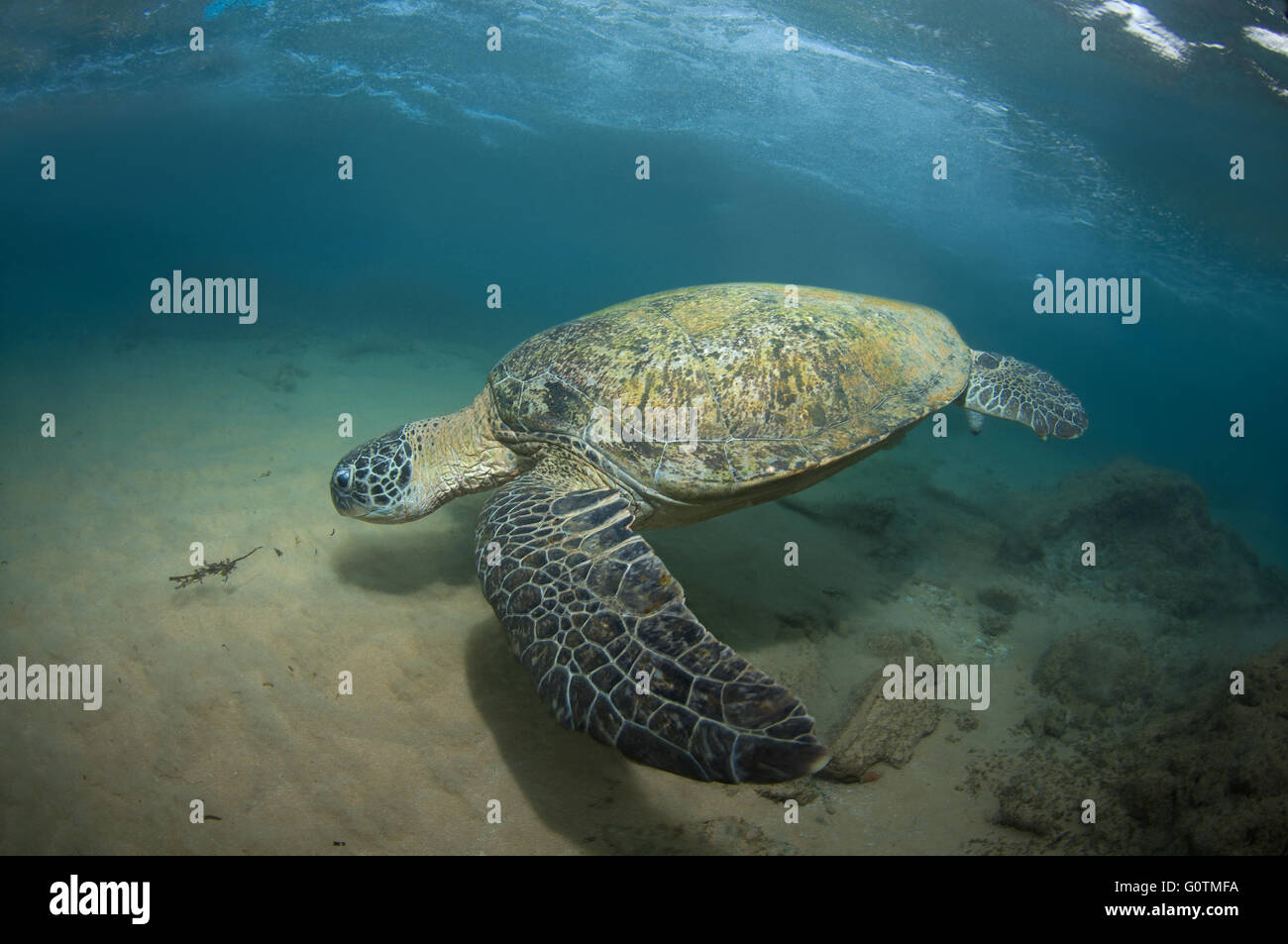 grüne Meeresschildkröte, grüne Schildkröte, Turtle schwarz (Meer) oder Pazifische Suppenschildkröte (Chelonia Mydas), Indischer Ozean, Hikkaduwa Stockfoto