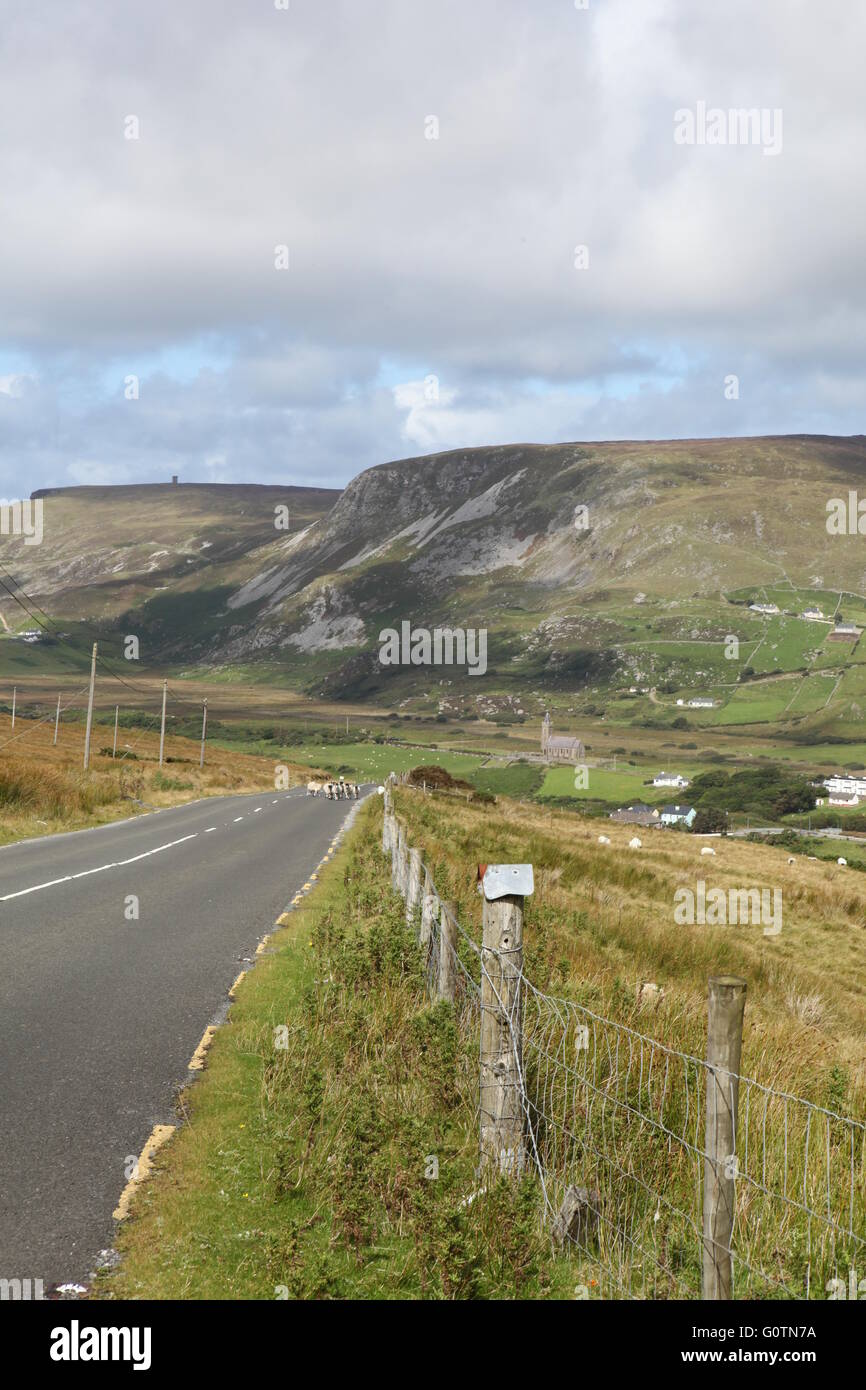 Rush Hour in Irland, Schafe auf einer Landstraße, Mayo Stockfoto