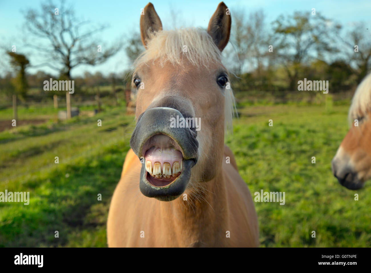 Haflinger Pferd in Norfolk Wasser Wiesen in der Nähe von Aylsham in Bure Valley Stockfoto