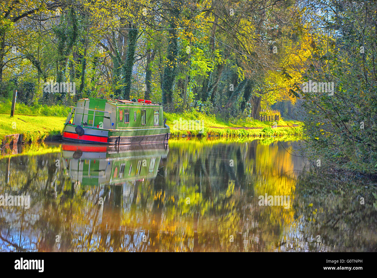 "Morning Glory" Stockfoto