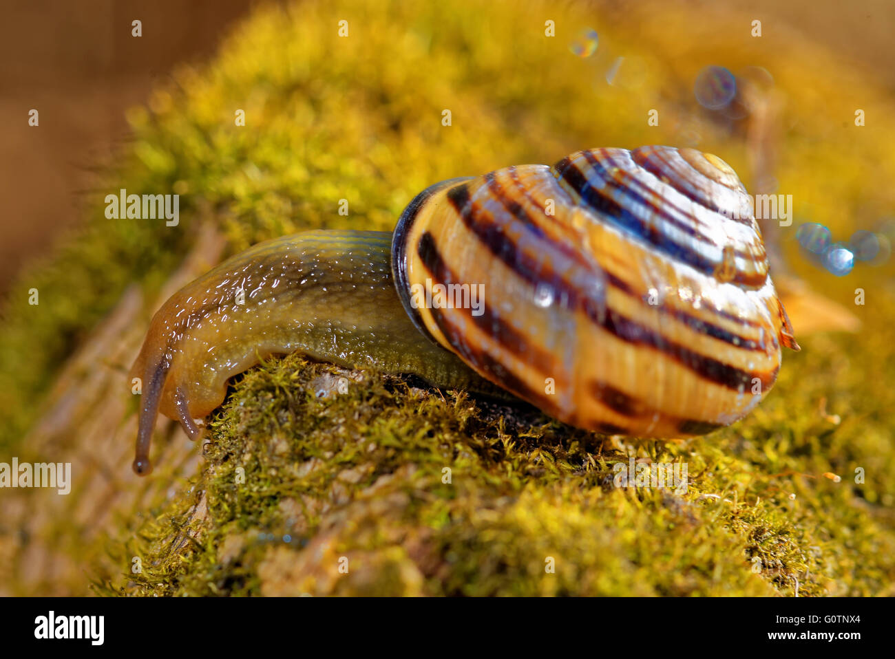 Grove-Schnecke oder braun-lippige Schnecke (Bänderschnecken Nemoralis) ist eine Art von luftatmenden Land Schnecke, eine terrestrische pulmonate ffnung Stockfoto