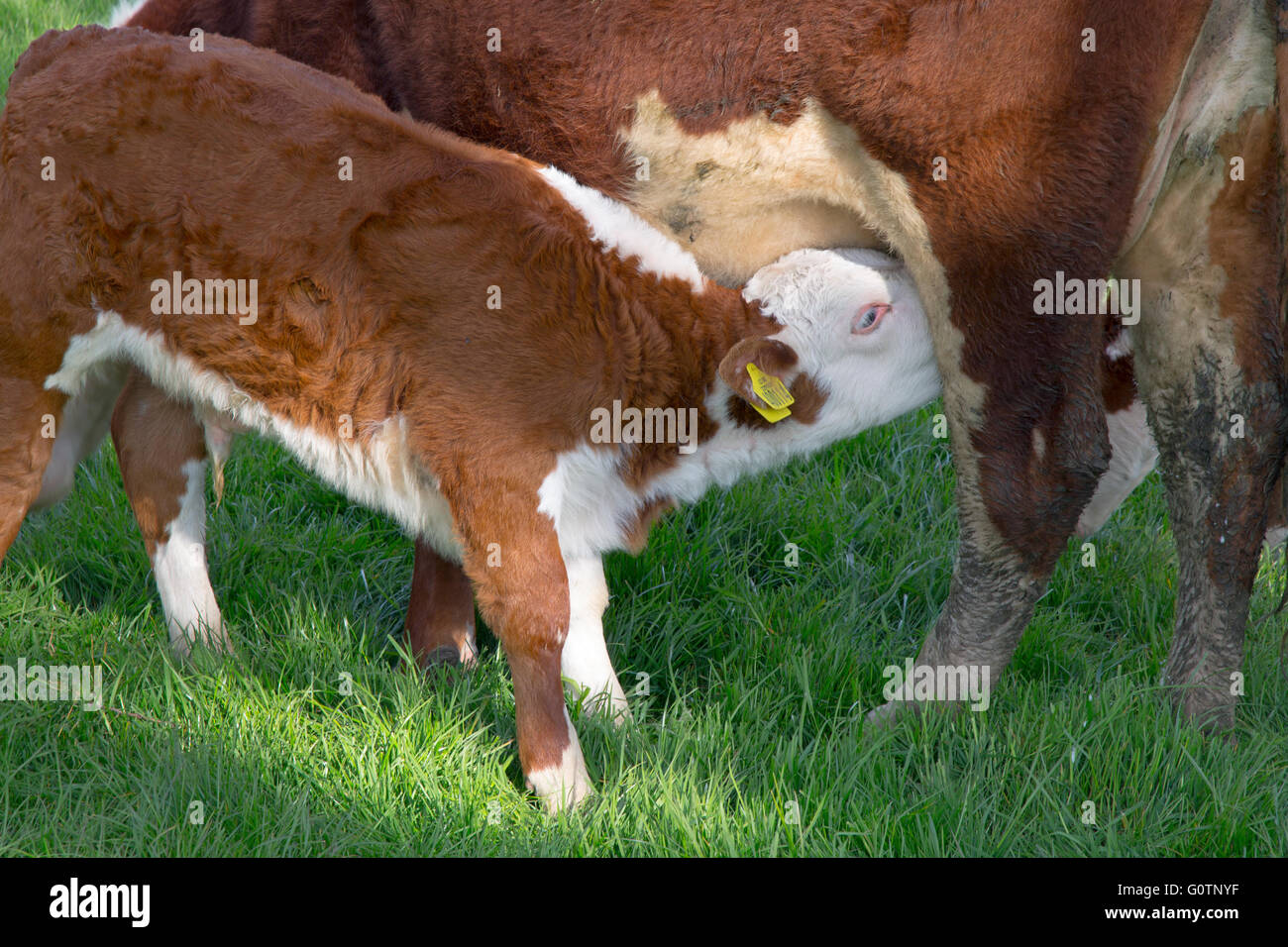 Hereford Kälber in Wiesen in der Nähe von Aylsham in Bure Valley Norfolk Stockfoto