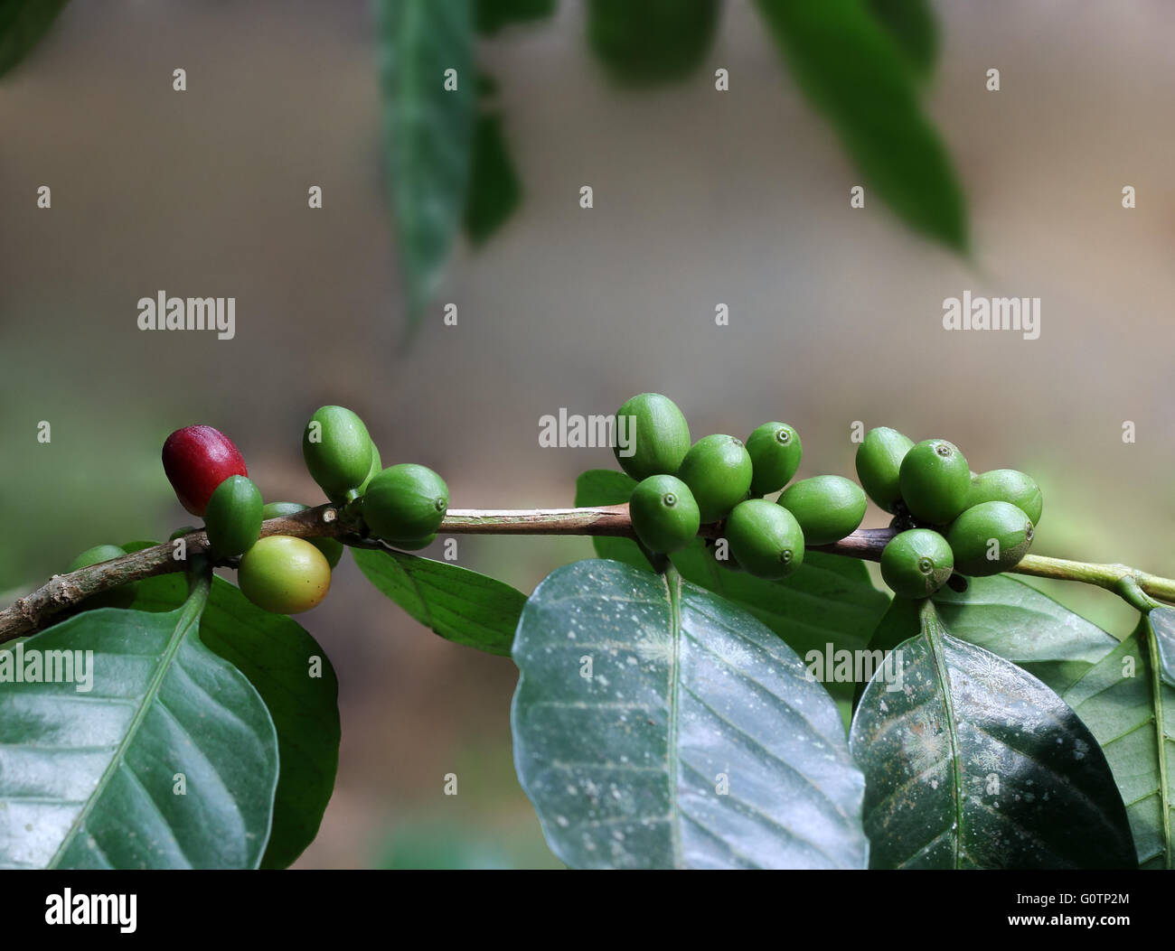 Reife Bio Kaffeebohnen aus einer Plantage im südlichen Bundesstaat Kerala in Indien Stockfoto