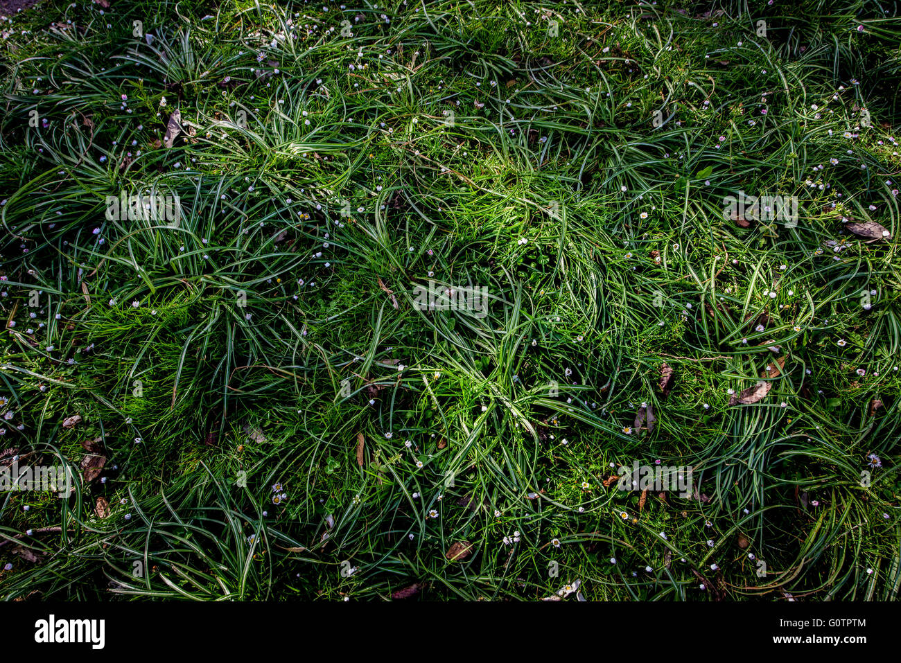 Grass und Blätter. Stockfoto