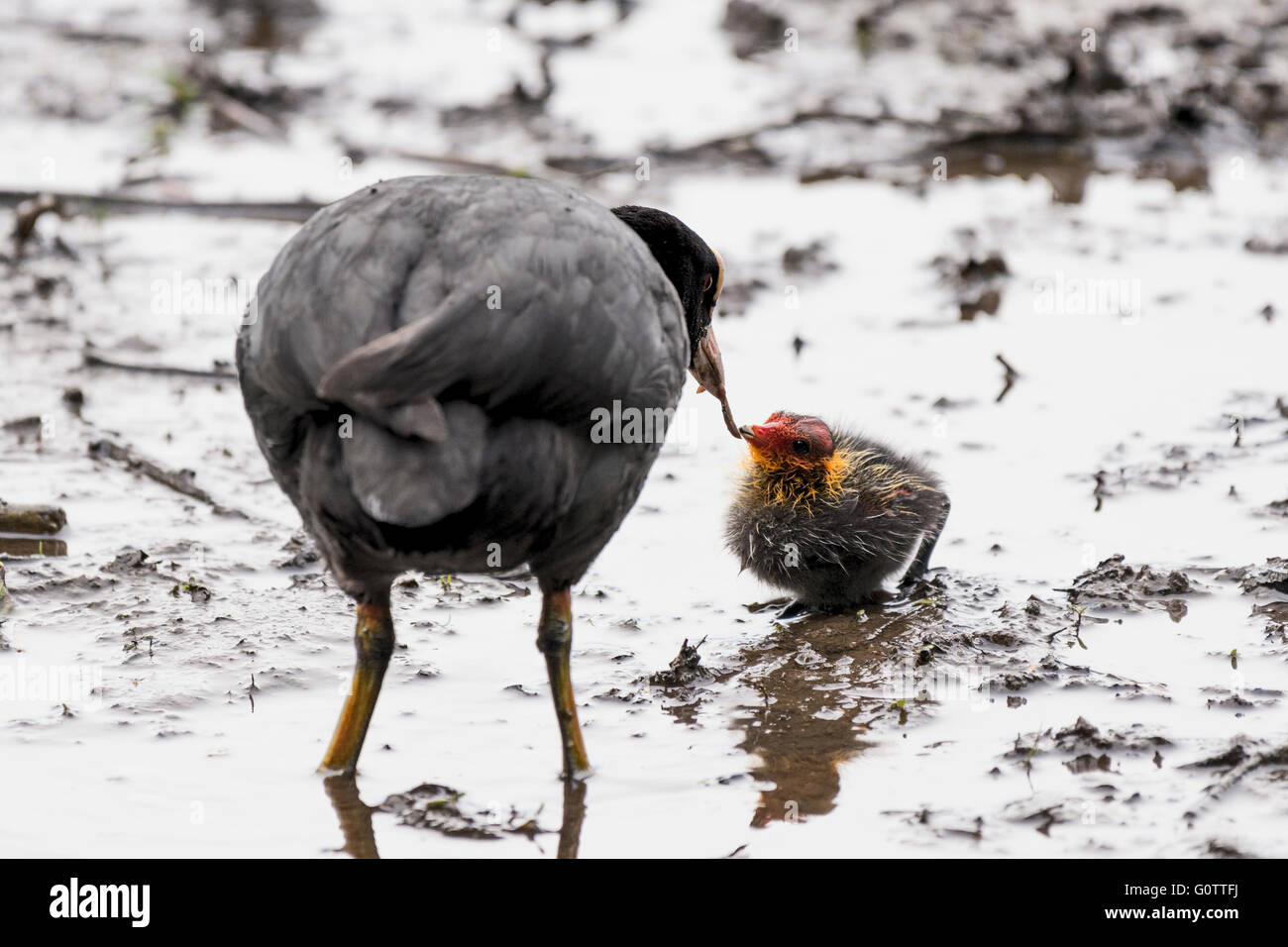 Eurasische Ruß Vogel Fütterung Welpen - Mutterschaft Stockfoto
