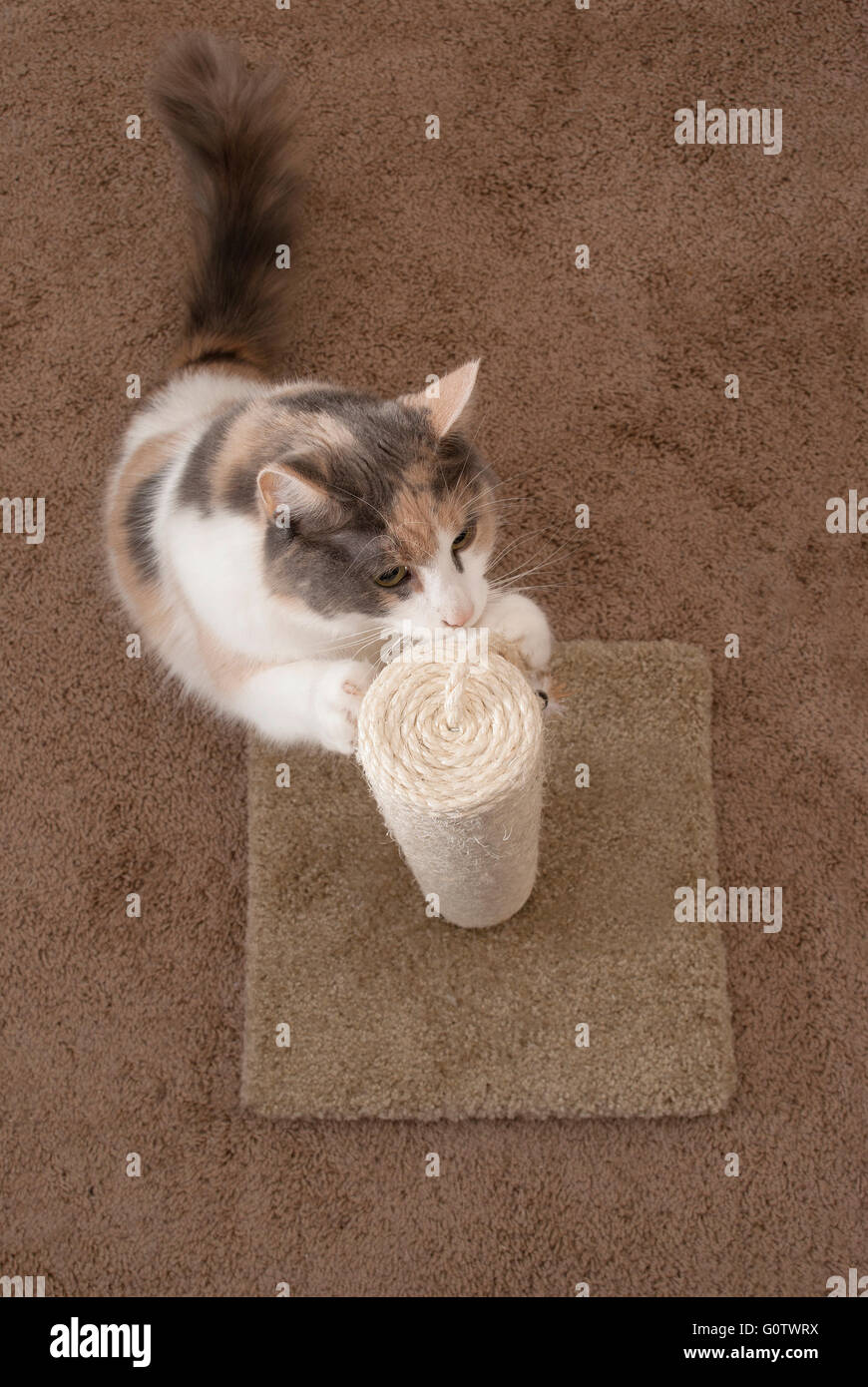 Draufsicht Eines Erwachsenen Domestizierte Katze Mit Einem