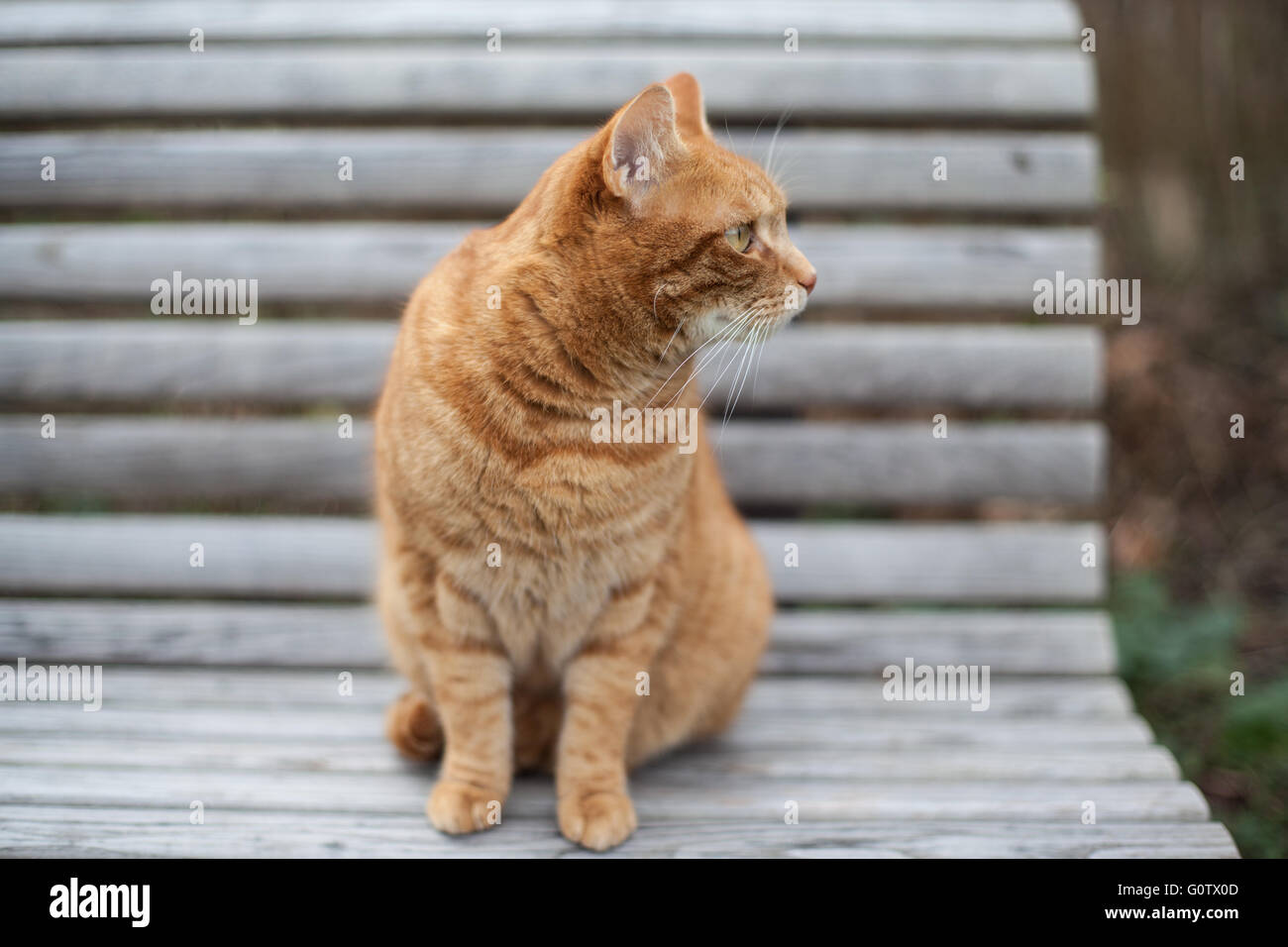 Süße Gelbe Katze sitzt auf dem Stuhl starrte aufmerksam auf der Seite Stockfoto