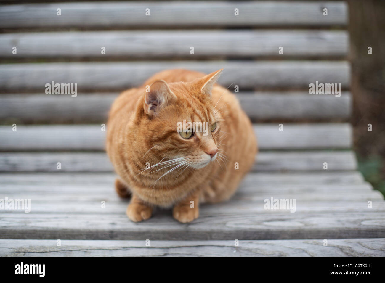 Süße Gelbe Katze auf dem Stuhl starrte aufmerksam auf der Seite Stockfoto