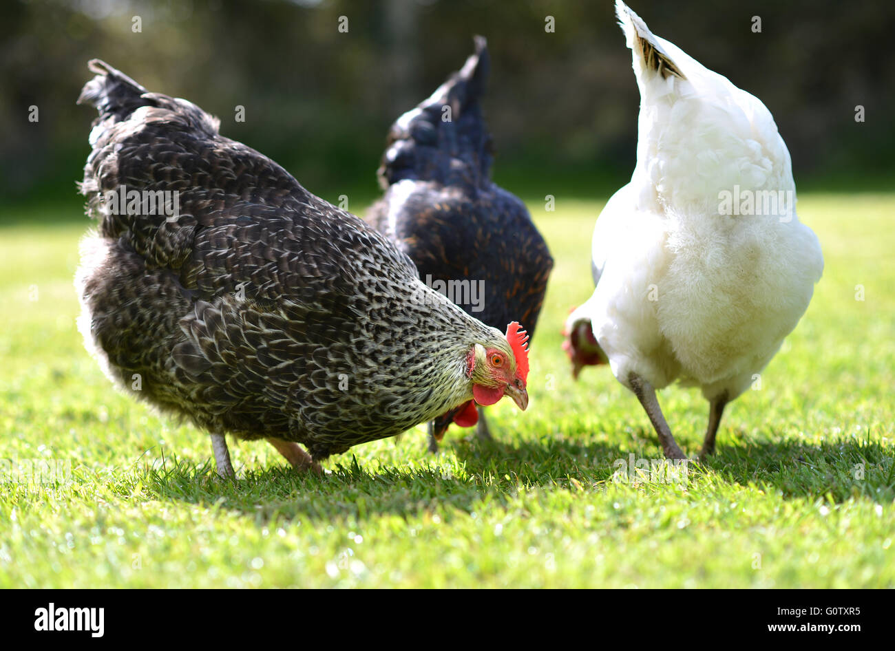 Hühner im Garten Stockfoto