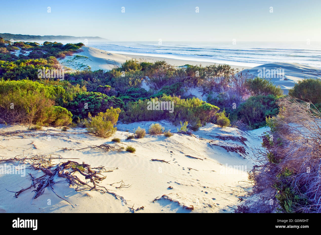 Eine typische Sanddüne und Küstenvegetation der Eastern Cape Coast in Südafrika Stockfoto
