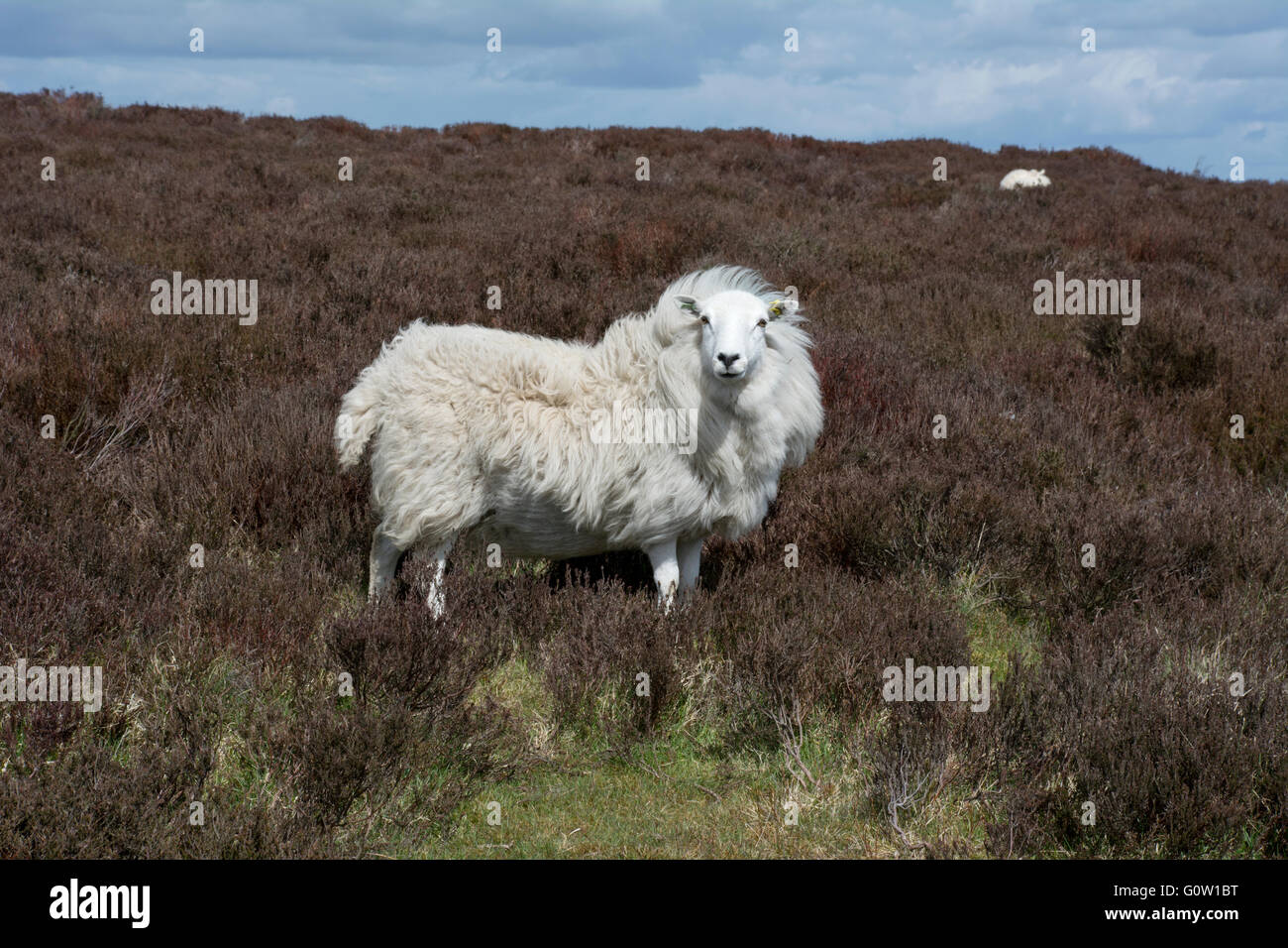 Weibliche Schafe, der Wind ist Vlies so sieht es aus, wie eine Löwenmähne. Stockfoto