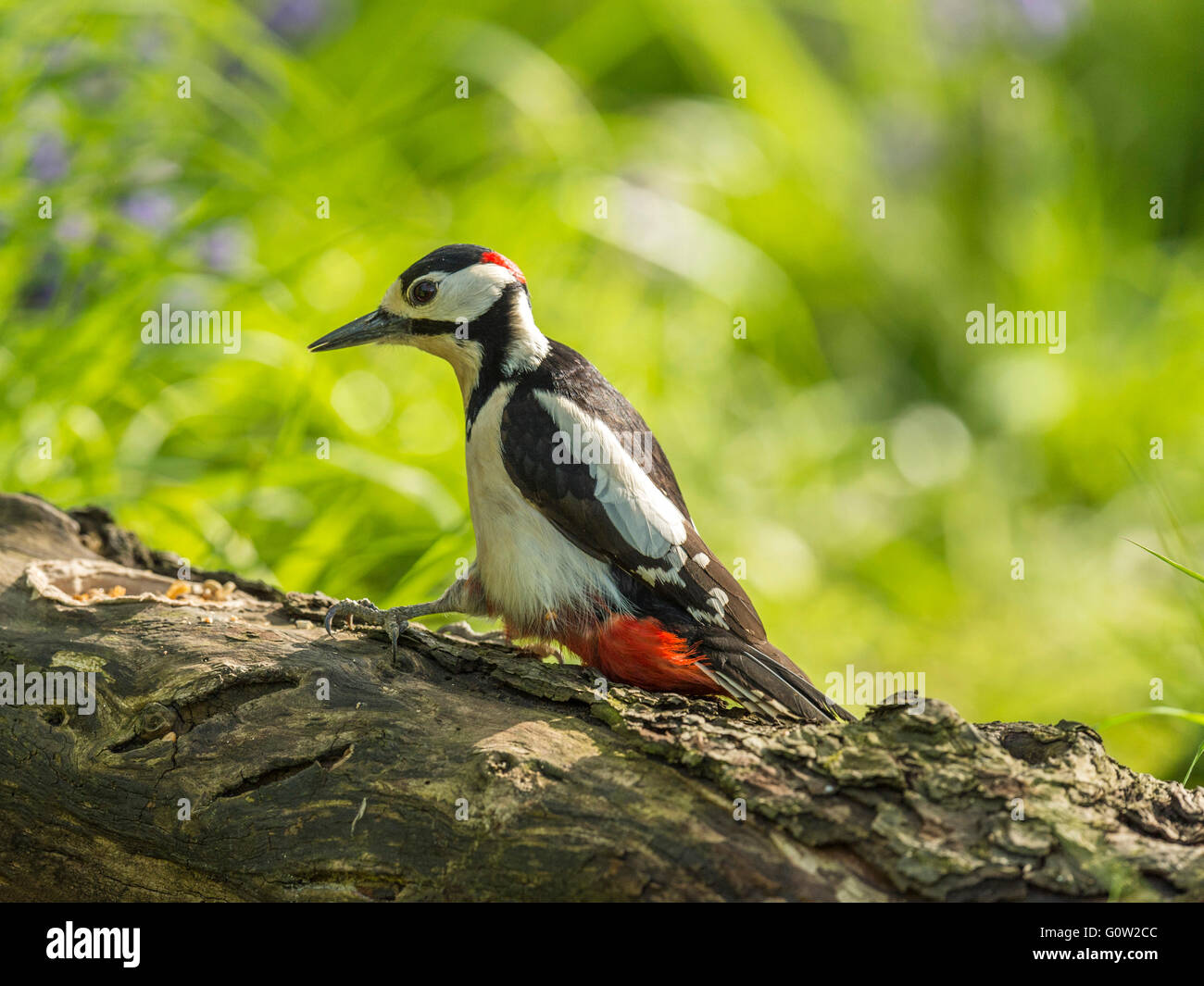 Männlicher Buntspecht (Dendrocopos großen) auf Nahrungssuche in Wald Natur. Thront, Hintergrund isoliert. Stockfoto