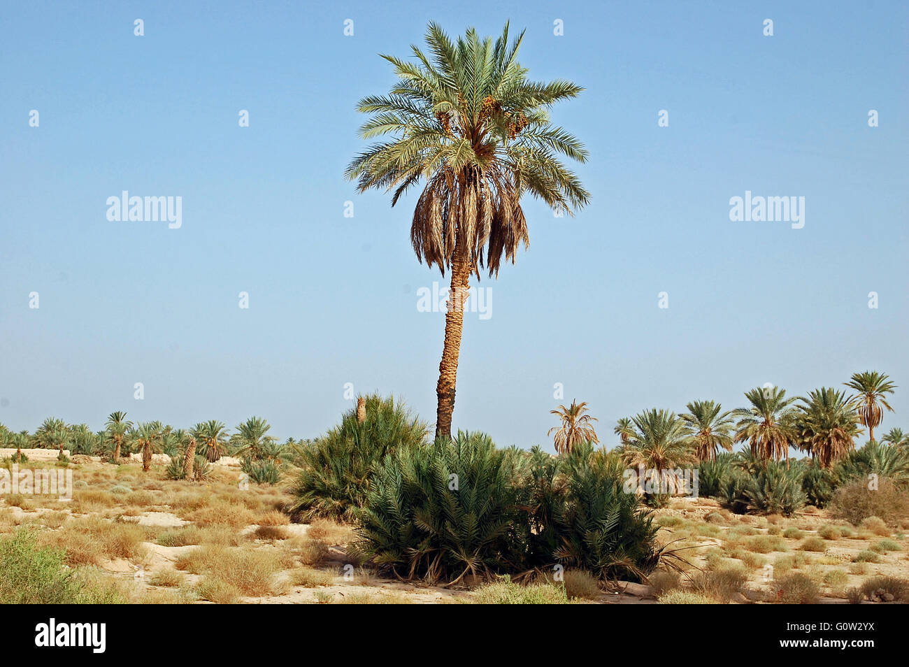 Eine Palme in der Nähe von La Casbah d'Ait Ben Haddou, die Lage in Marokko, wo viele Filme einschließlich Indiana Jones gedreht wurden Stockfoto