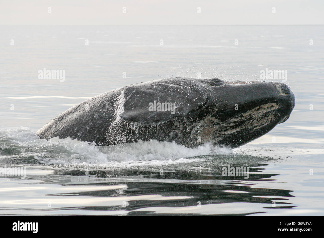 Southern Right Wale, Verletzung, Atlantik, Halbinsel Valdez, Argentinien Stockfoto