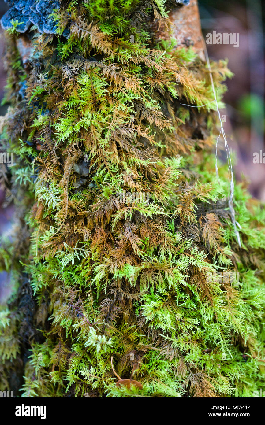 Gemeinsamen Feder Moos Kindbergia Praelonga wachsen auf Baumstamm Stockfoto
