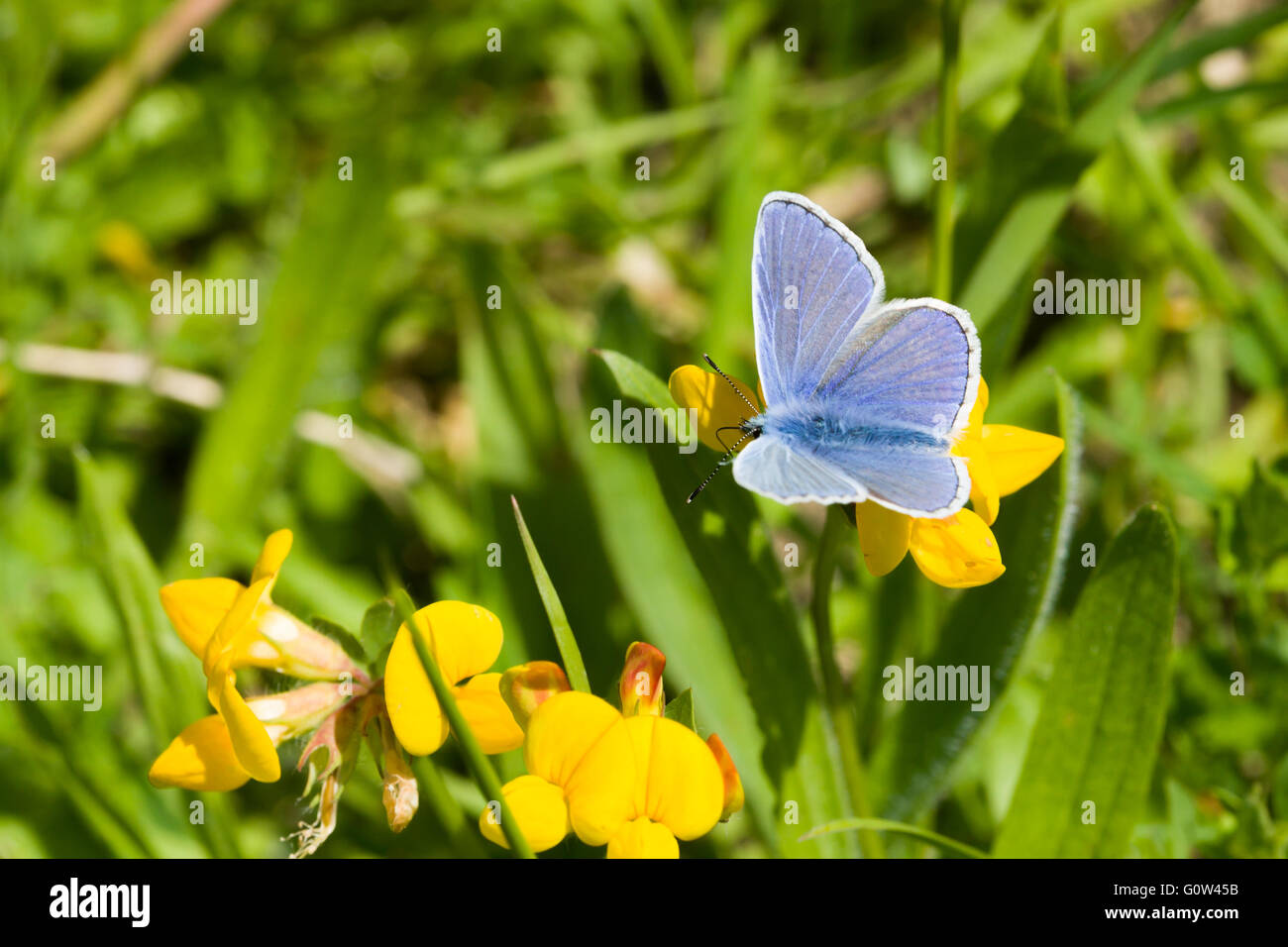 Gemeinsame blaue Schmetterling Polyommatus Icarus Fütterung auf Bird es Foot Trefoil Lotus corniculatus Stockfoto