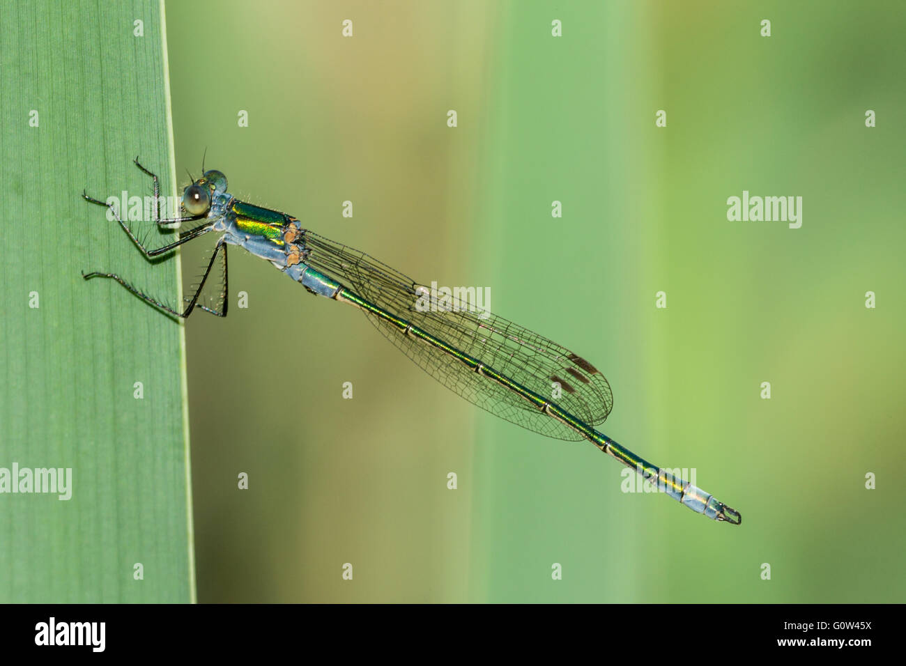 Männliche Emerald Damselfly Lestes Sponsa ruht auf Reed Stamm Stockfoto