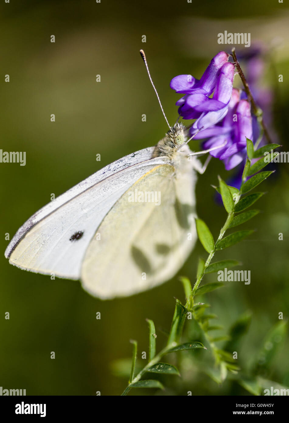 Kleiner weißer Schmetterling Pieris Rapae Fütterung auf getuftet Wicke Vicia Sylvatica Blumen Stockfoto