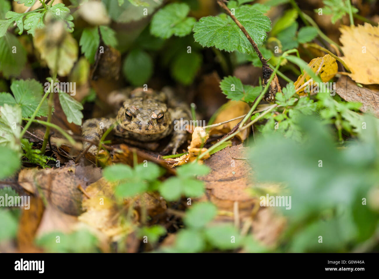Gemeinsamen Frosch Rana Temporaria in Laubstreu Stockfoto