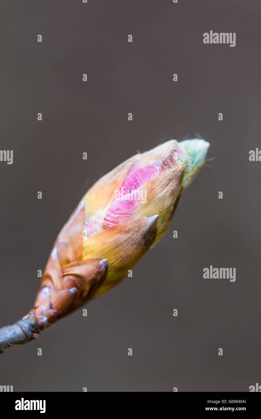 Buche Fagus Sylvatica Blatt Knospe platzen Stockfoto