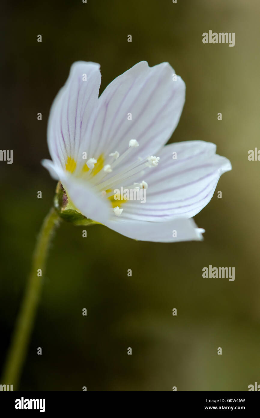 Sauerklee Oxalis Acetosella Blume Stockfoto